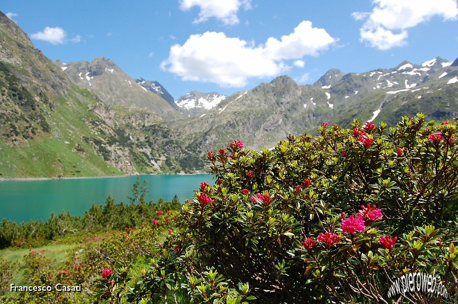 05 Rododendri e lago.jpg